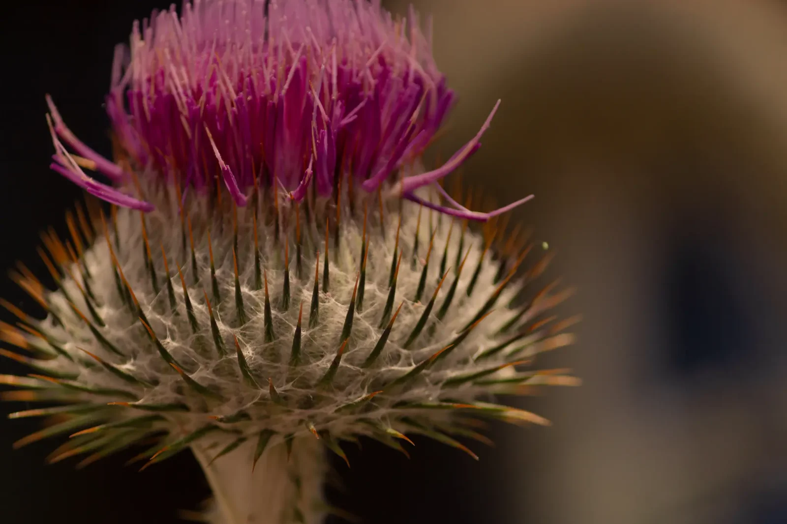 nature photography by JRMGraphy